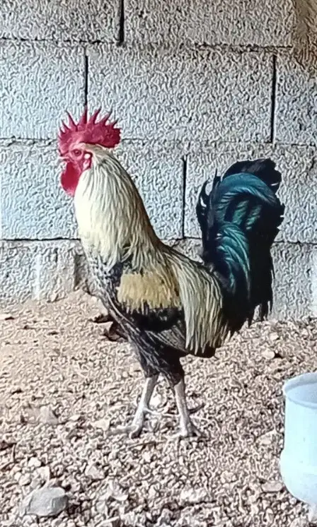 sfqfh