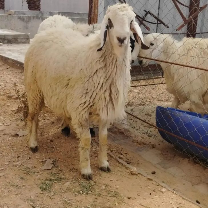 يببلسي